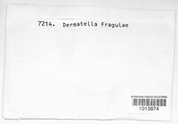 Pezicula frangulae image